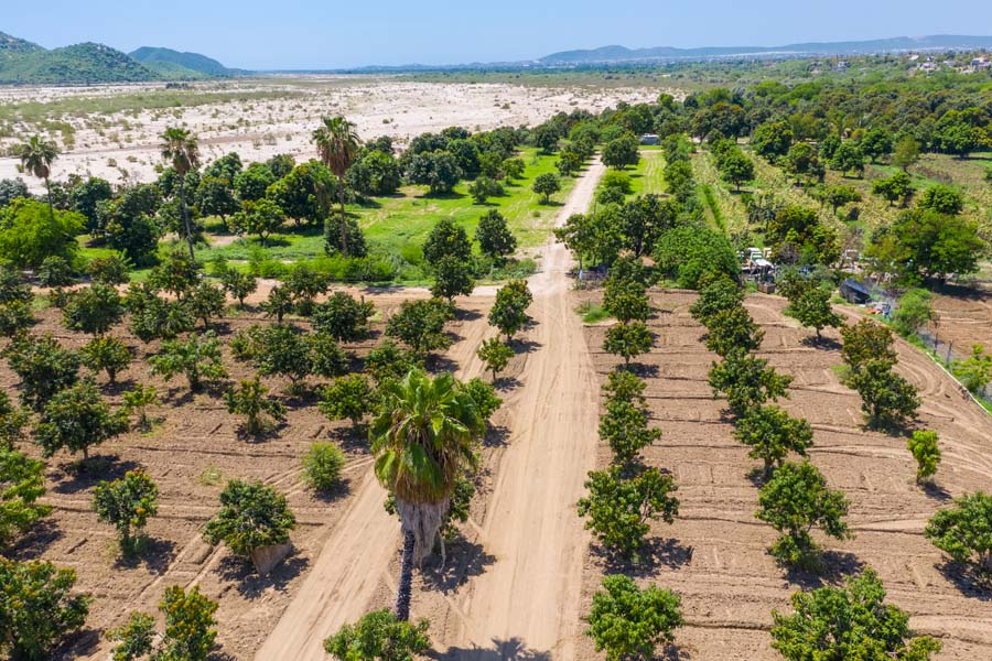 Palo Escopeta Mango Farm - San Jose Del Cabo - The Agency 