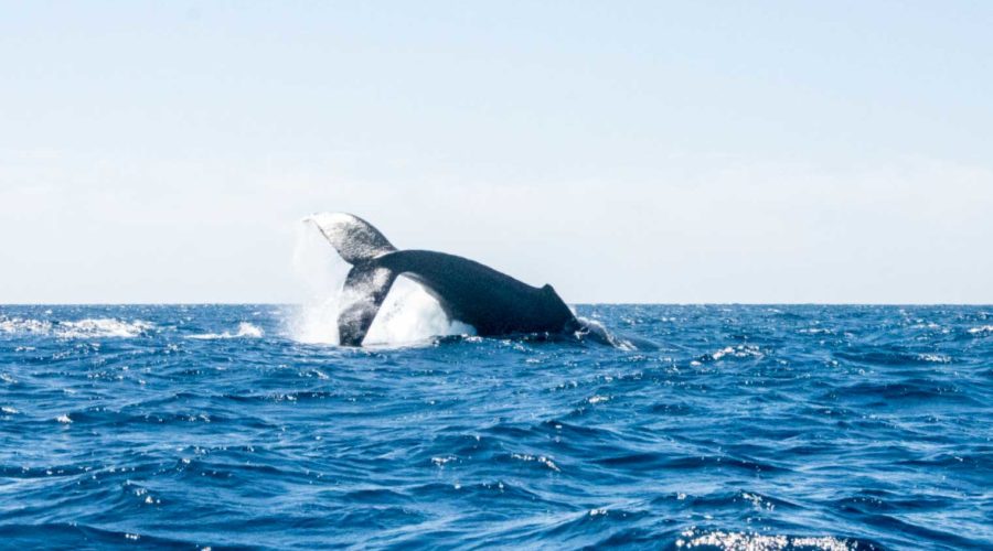 Whale watching in Los Cabos from home