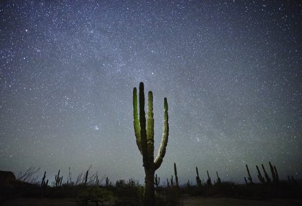 Cactus and starts, night at  La Paz, Baja California, Mexico